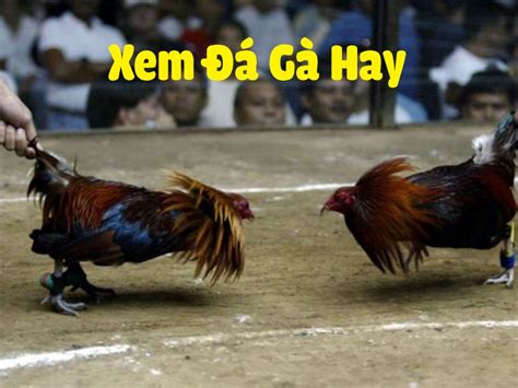 Đá Gà Live – Đá Gà Trực Tiếp Campuchia .